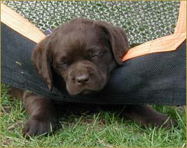 22Madison_gets_the_goal